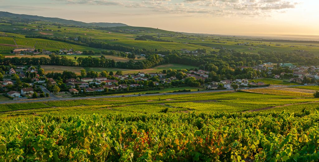 Les vignes des crus du Beaujolais, autour de Saint-Jean-d’Ardières
