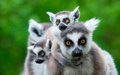 Madagascar, la isla continente