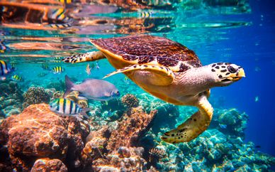 Ecuador con Crucero por las Islas Galápagos