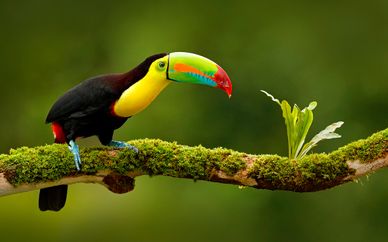 Combinado por Costa Rica
