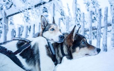 Lapponia estrema in spedizione con cani husky da slitta