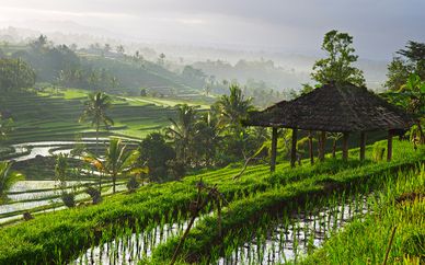 Jungle Retreat Ubud & The Sintesa Jimbaran 5*