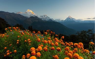 Discovery of Nepal