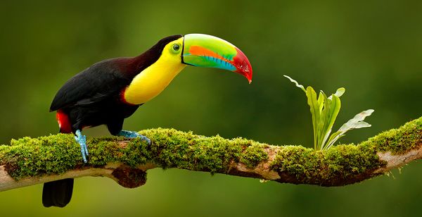 Experiencia en el bosque lluvioso