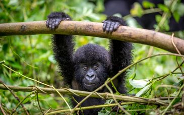 Privé rondreis door Rwanda in 9 nachten