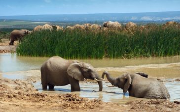 Pan African Lodge 4* en safari van 7 tot 12 nachten