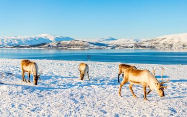 Avontuur van 4 of 7 nachten in Lapland