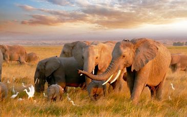Royal Marlothi Kruger Safari Lodge & Spa 4*