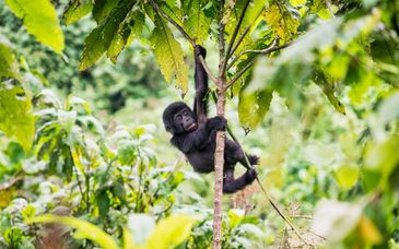 Rundreise in Uganda in 7 Nächten + Kiwenga Beach Resort 