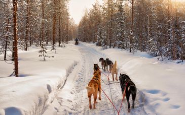 Magischer Aufenthalt in Lappland mit Ausflugspaket