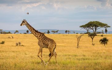 Safari in Tansania mit Verlängerung im AHG Hisia Nungwi Experience Hotel 4*