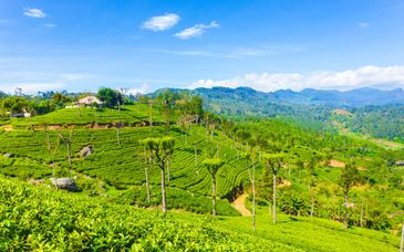 Tour privado por Sri Lanka con extensión  al Mermaid Hotel 4* o al The Blue Water 5*