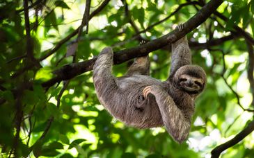 Circuito premium en libertad: Costa Rica salvaje de 9 a 21 noches