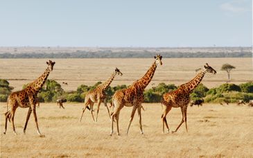 Safari familiar en Kenia con extensión a Pinewood Beach Resort & Spa 4*