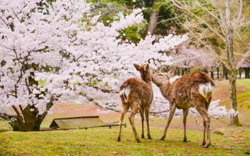 Descubre Japón en 10, 13 o 15 noches