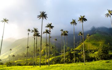 Circuito privado por Colombia y la región cafetera en 7 noches - Extensión opcional a Manzanillos