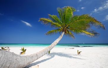 Margaritaville Island Reserve Riviera Cancún 5*