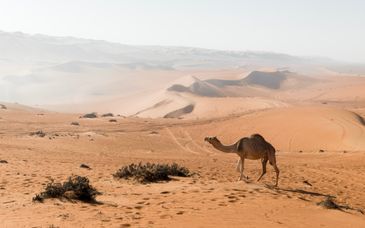 Circuit en groupe : Les trésors d'Oman