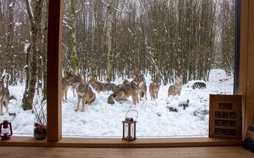 Parc Animalier de Sainte-Croix 4*