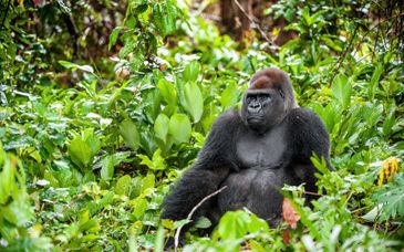 Circuit privé : Du Nil aux gorilles