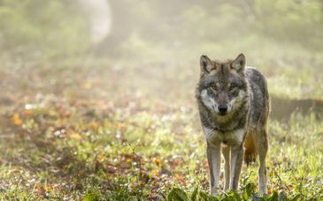 Parc Animalier de Sainte-Croix 4*