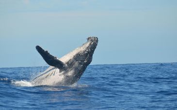 Circuit en liberté en hôtels 4* : Argentine sauvage et extension possible en Patagonie
