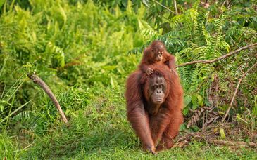 Circuit privé : Authentique Malaisie