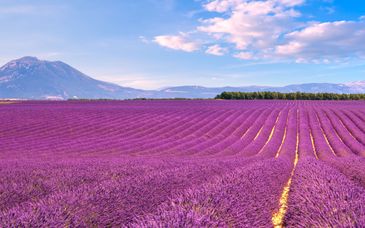Hôtel Mercure Aix-en-Provence Beaumanoir 4* et hôtel Villa Borghèse 4*