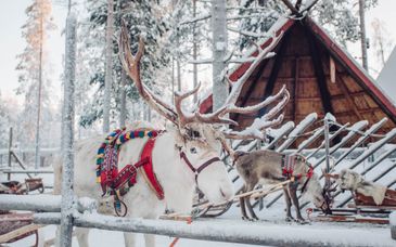Soggiorno in libertà: Alla scoperta della Lapponia svedese