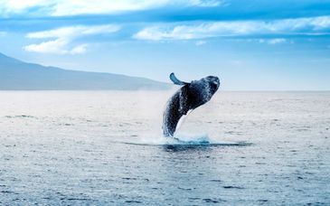 Hotel Holt - The Art Hotel 4*