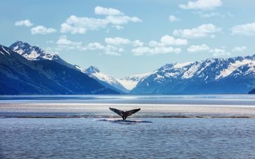 Soggiorno multiattività: Tra balene e aurore boreali