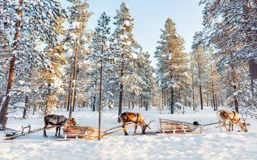 Soggiorno multiattività: Magia invernale tra renne e slitte