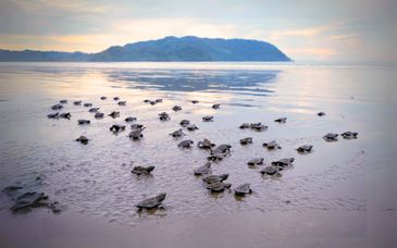 Soggiorno in libertà: Dai Caraibi selvaggi alle spiagge del Pacifico