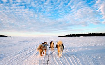 Finlandia d'Autore