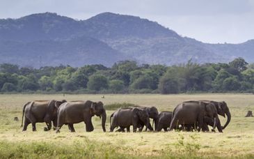 8 night tour: Ceylon Secrets