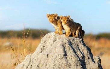 Duo: Saffron Garden Malindi 4* & 1-3 night safari