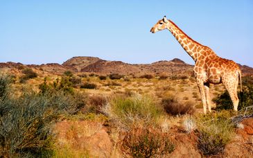 7, 8, or 9-Night Safari in the Heart of South Africa