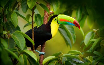 The Essentials of Costa Rica Fly Drive in 8, 10 or 12 Nights