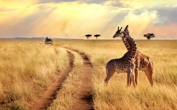 Serengeti Safari & Zanzibar Blue Bay Resort