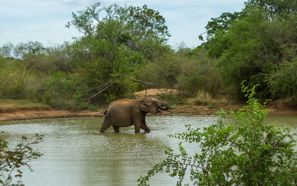 Ihre Safari im Detail