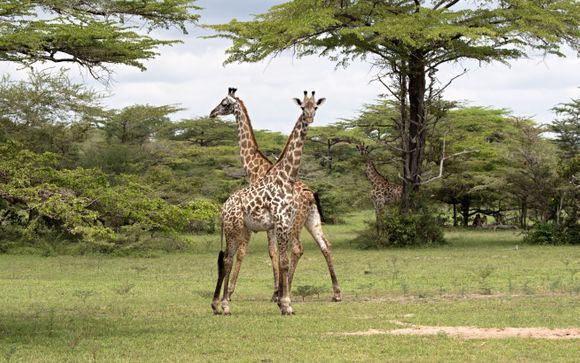 Ihre Safari im Überblick
