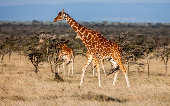 Mettez une option sur l