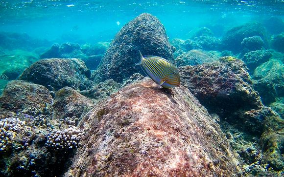 Mettez une option sur l