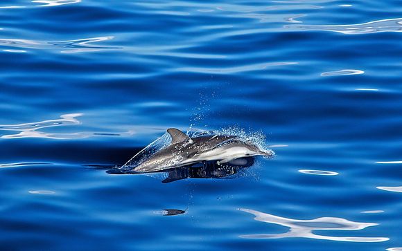 Votre option incluse