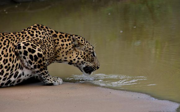 Mettez une option sur l