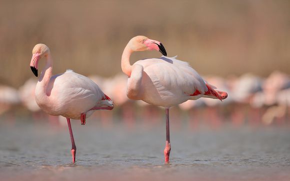 Welkom in... de Camargue!