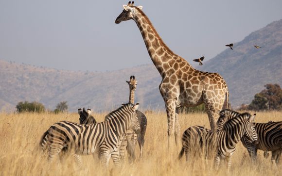 Les activités proposées au Bakubung Bush Lodge