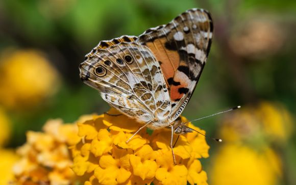 Mettez une option sur l