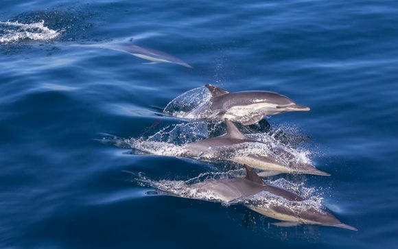 Mettez une option sur l