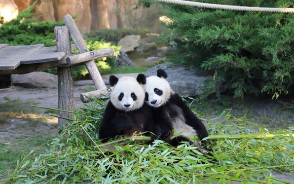 Le ZooParc de Beauval, véritable havre de paix pour les animaux